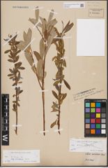 Foto von Salix alba subsp. vitellina (L.) Arcang.